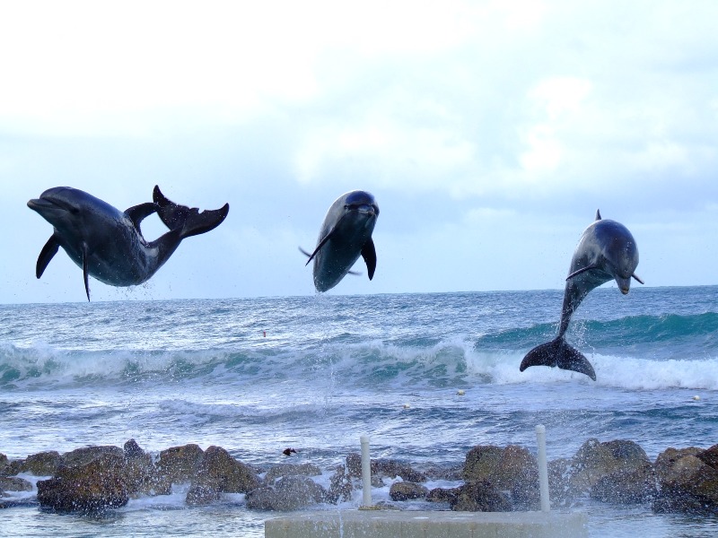     ,   ,  ( Swimming with dolphins, Dolphin Cove Rios Jamaica) 